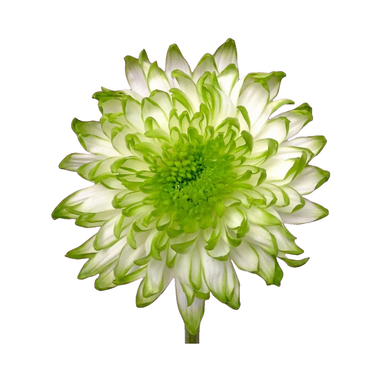 Chrysanthemum Zembla Lime