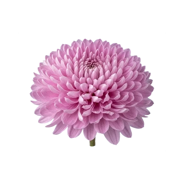 Chrysanthemum Zembla Pink