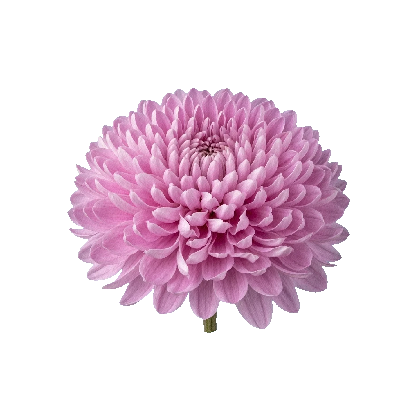 Chrysanthemum Zembla Pink
