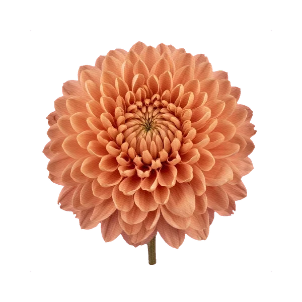 Chrysanthemum Zembla Salmon