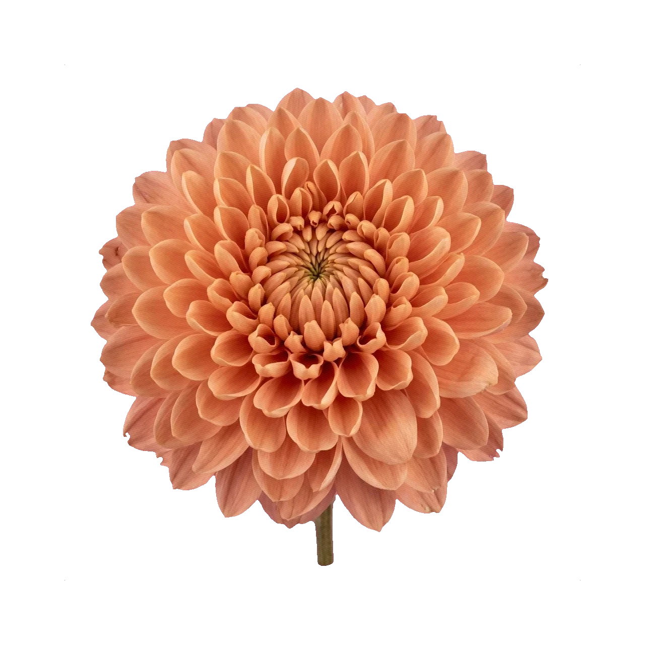 Chrysanthemum Zembla Salmon