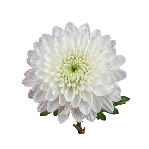 Chrysanthemum Zembla White