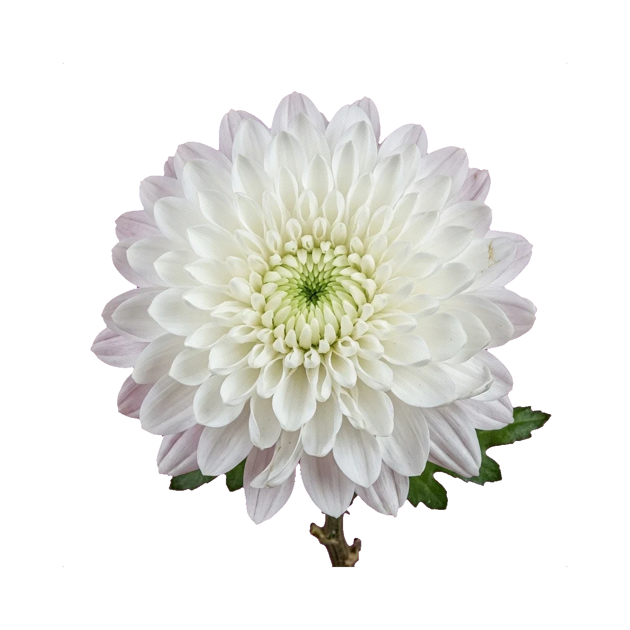 Chrysanthemum Zembla White