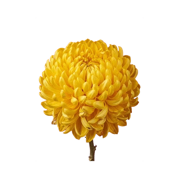 Chrysanthemum Zembla Yellow