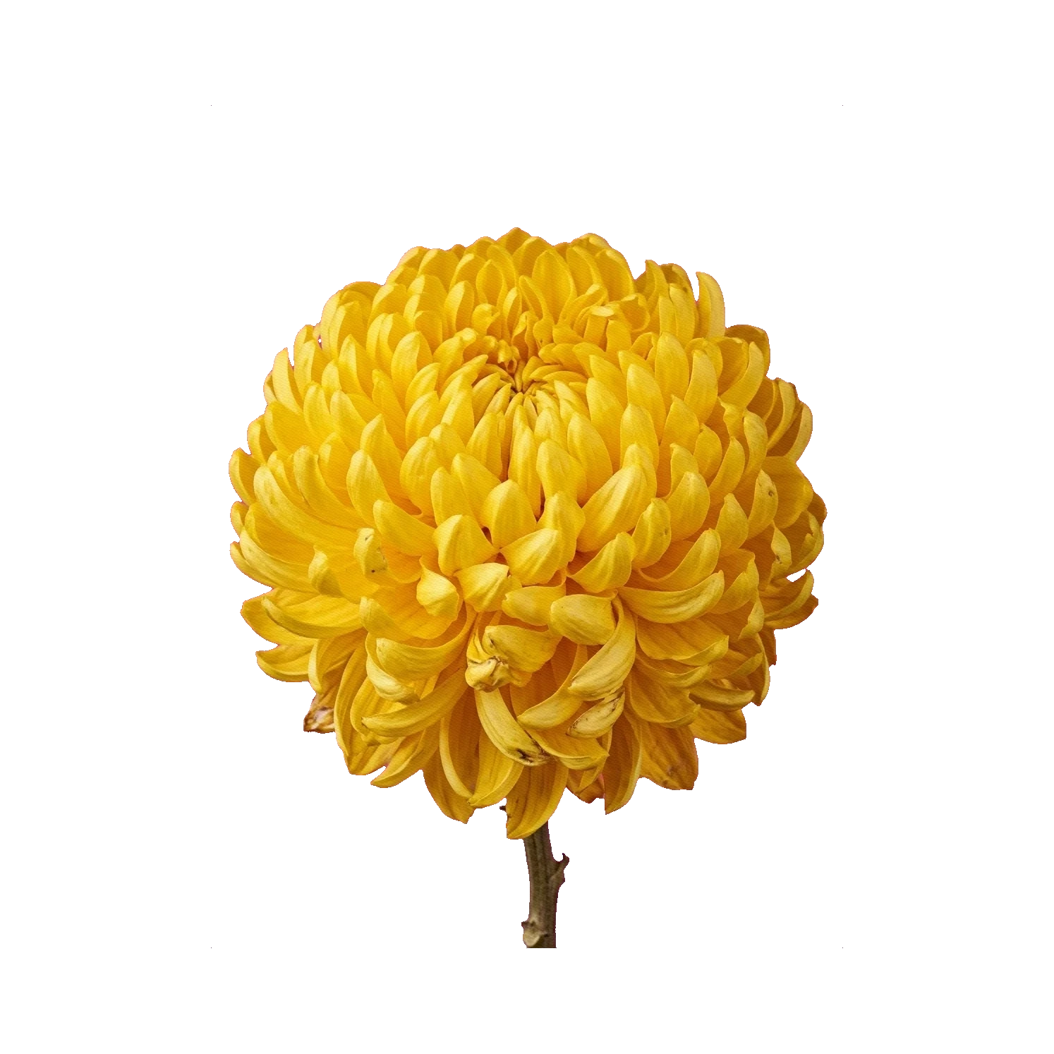 Chrysanthemum Zembla Yellow