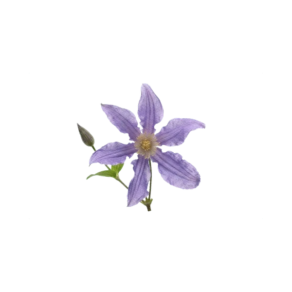 Clematis Amazing London