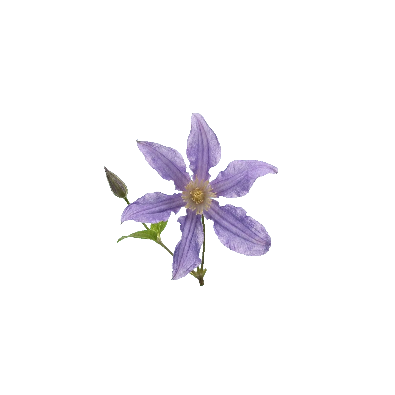 Clematis Amazing London