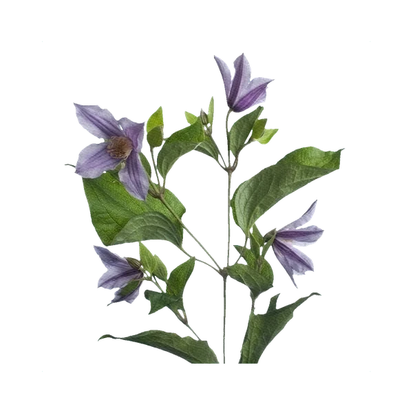 Clematis Star River