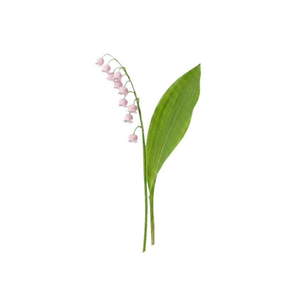 Lily of the valley pink