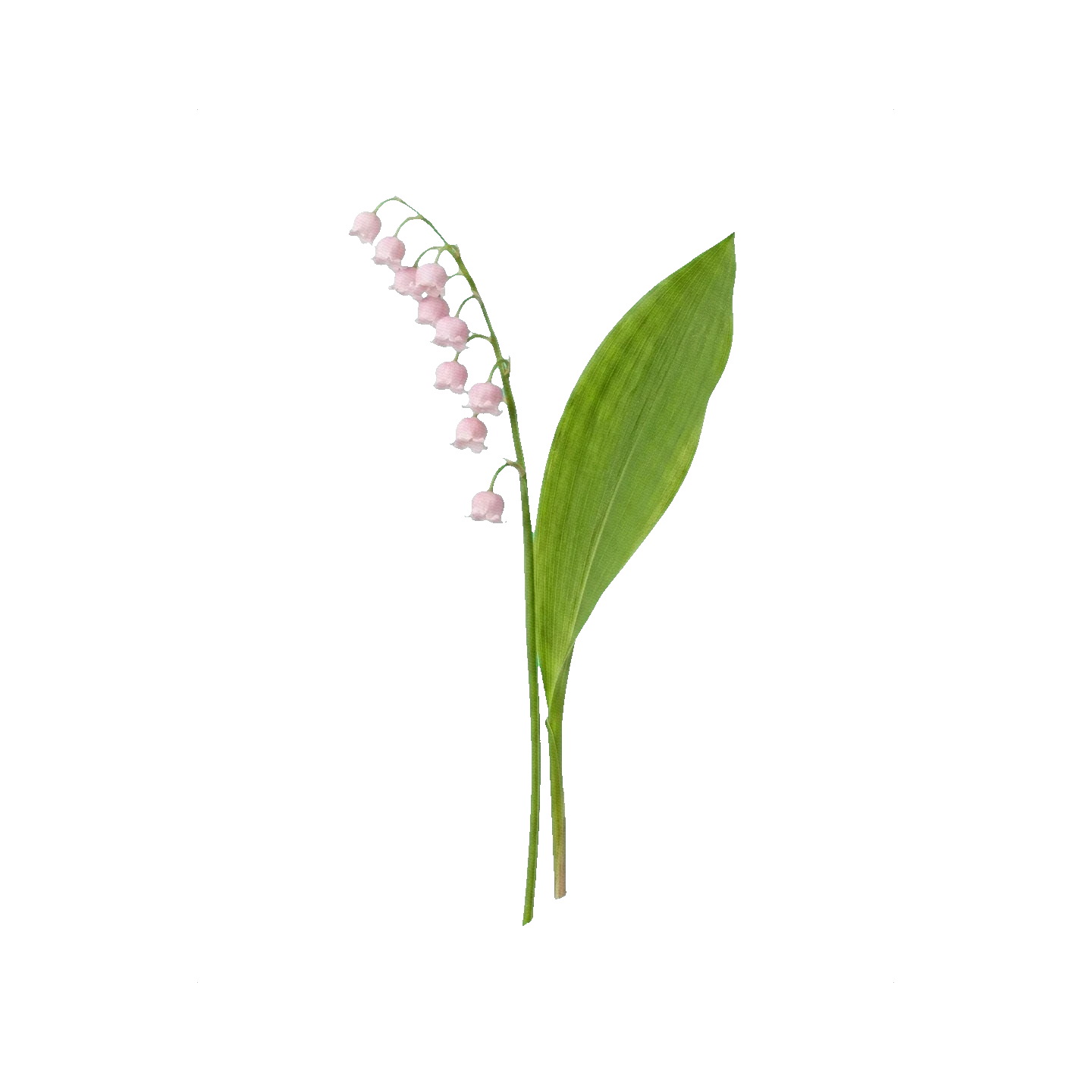 Ландыш розовый
