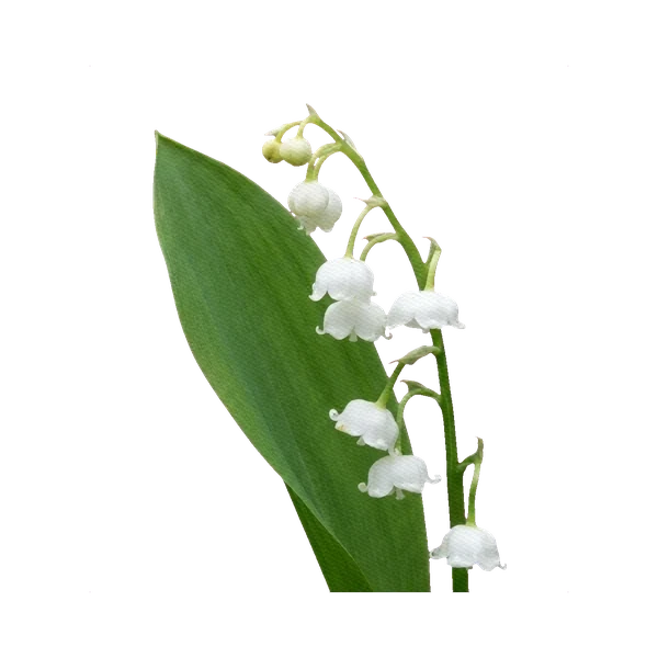 Lily of the valley white