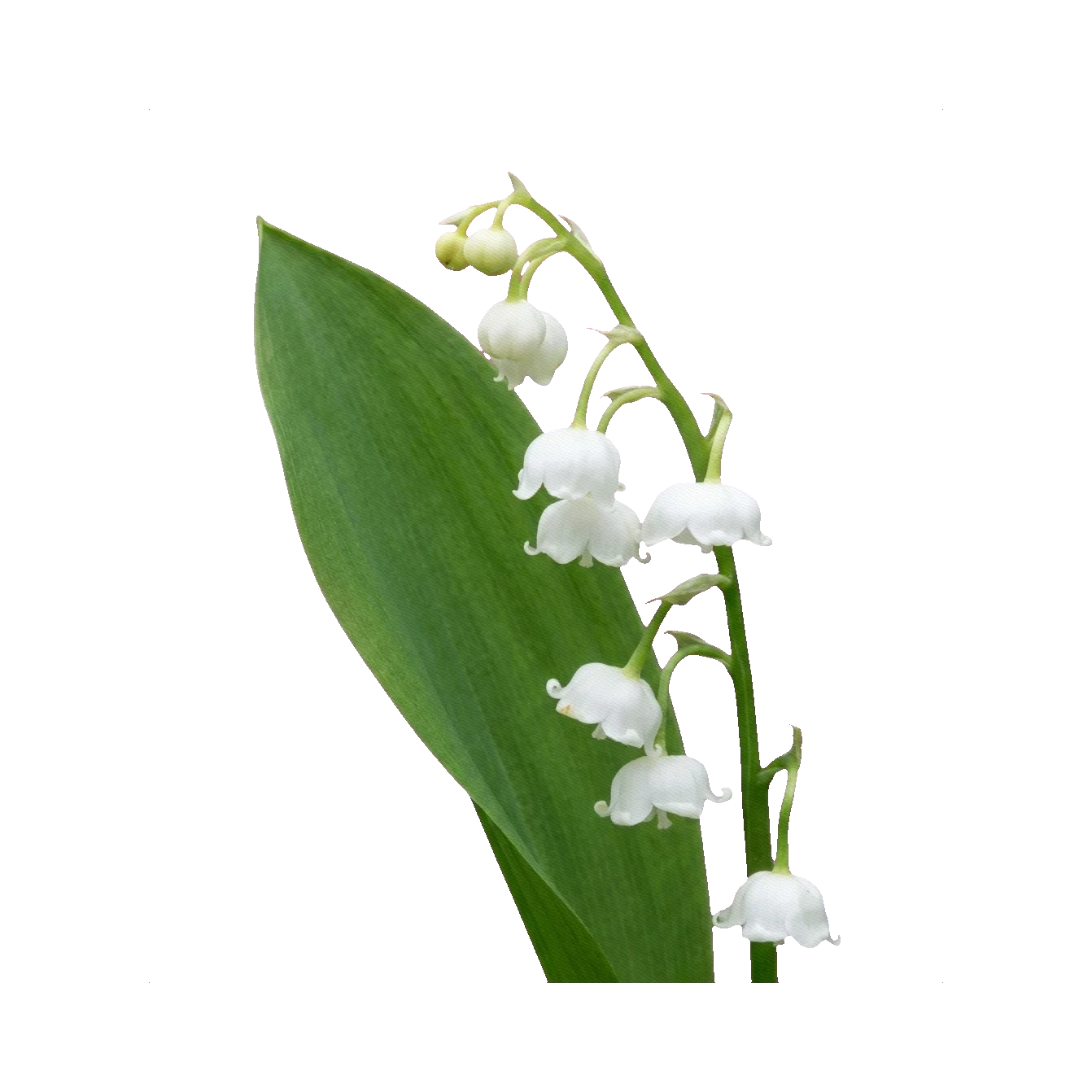 Lily of the valley