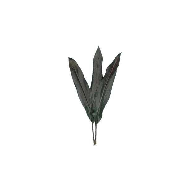 Cordyline Black Tie