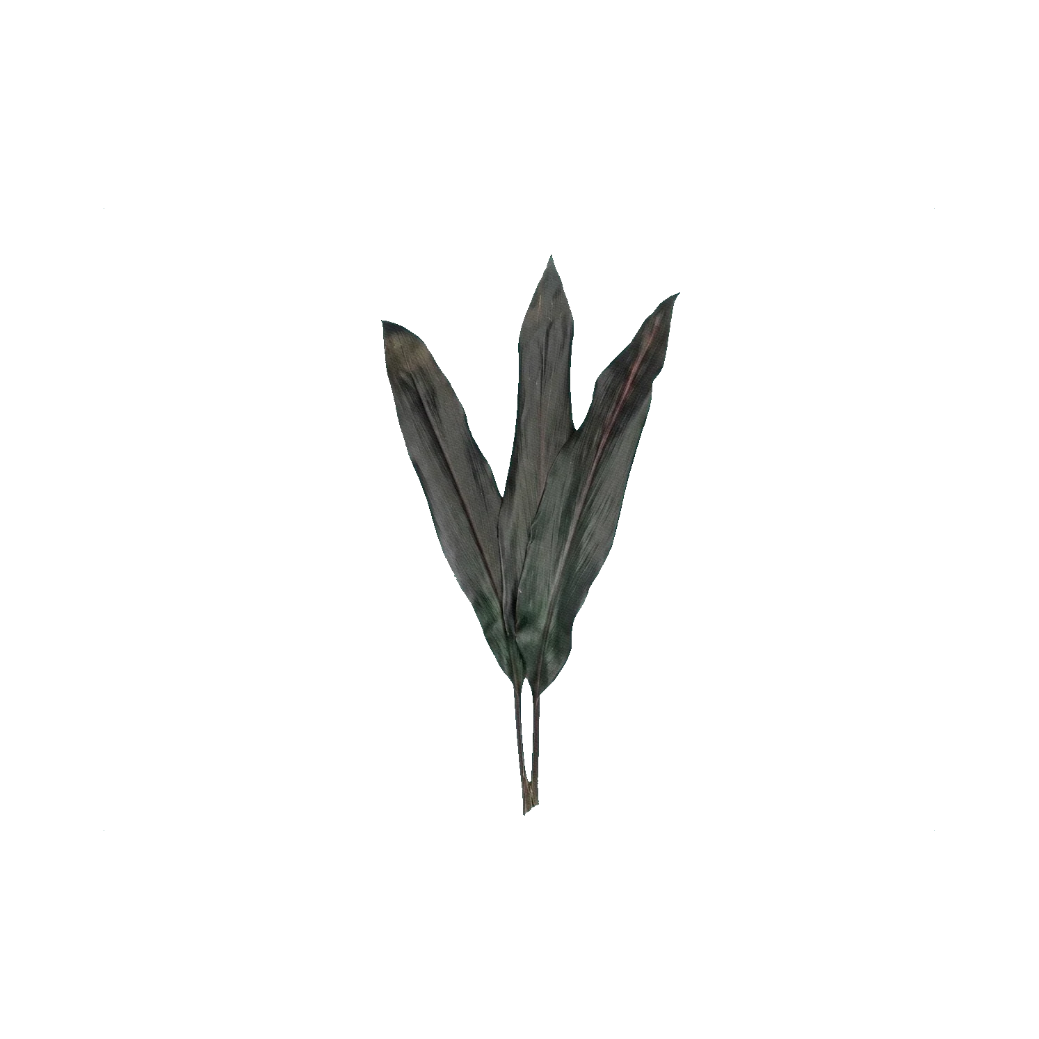 Cordyline