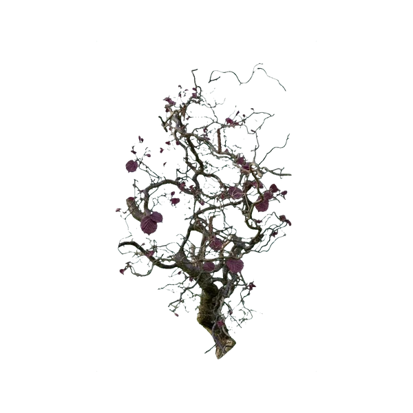 Corylus Roter Zeller
