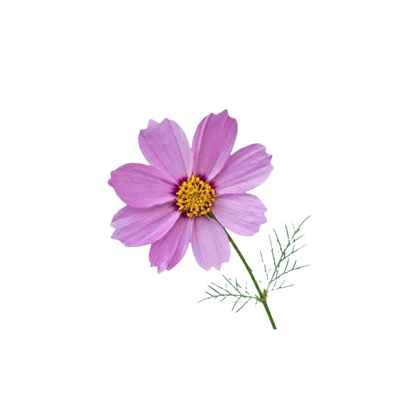 Cosmos pink