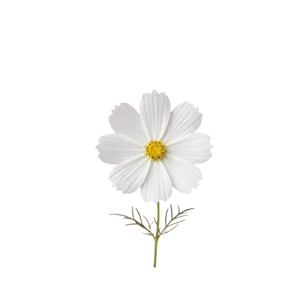 Cosmos white