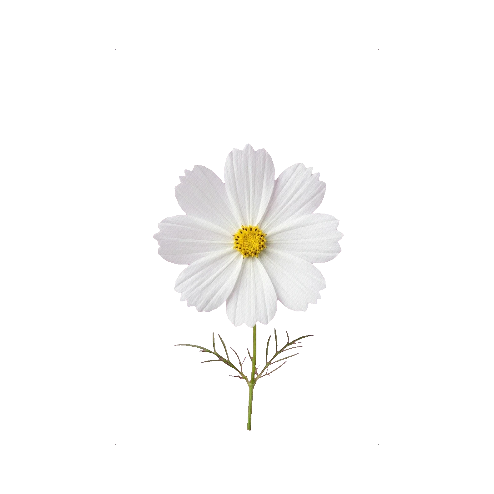 Cosmos white
