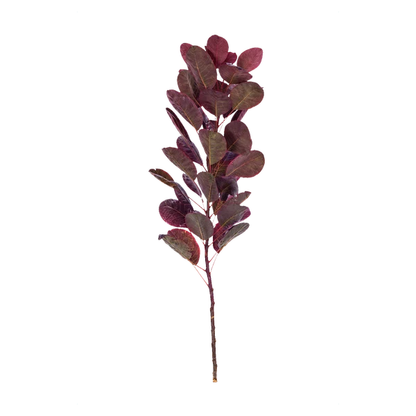 Cotinus leaf — Violett Cotinus (smoke bush)