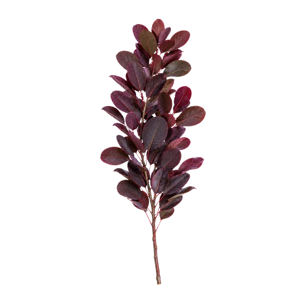 Cotinus leaf — in_bouquet