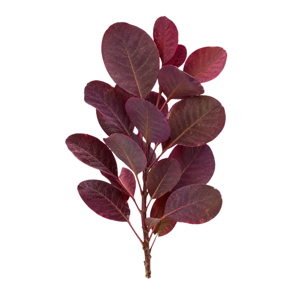 Cotinus leaf — in_bouquet