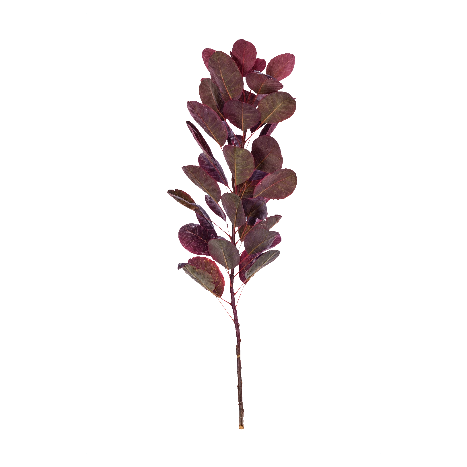 Cotinus leaf — Violett Cotinus (smoke bush)