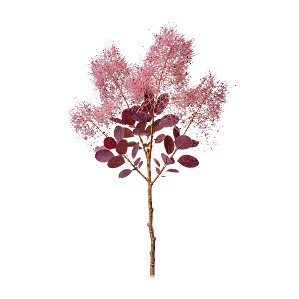 Cotinus smoke — Altrosa Cotinus (smoke bush)