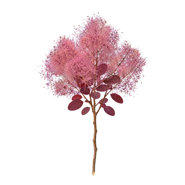 Cotinus smoke — in_bouquet