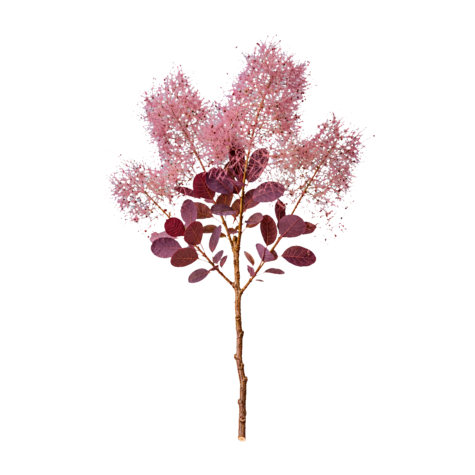 Cotinus (smoke bush)