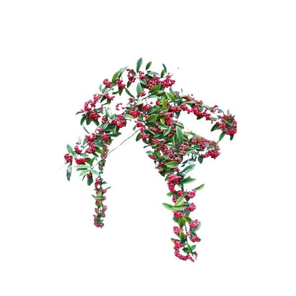 Cotoneaster red berries