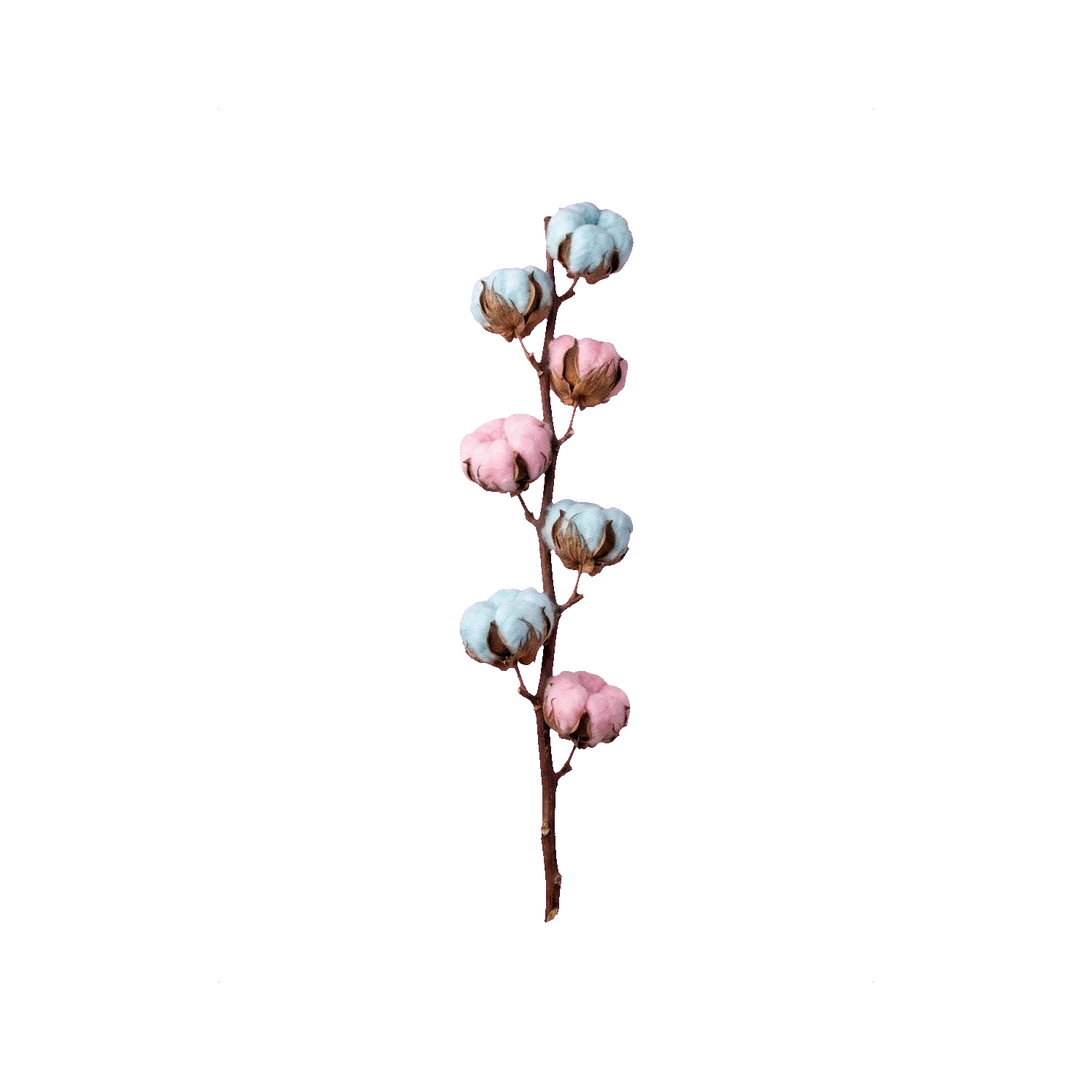 Cotton painted pastel