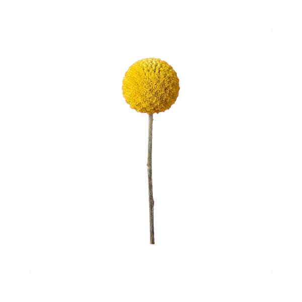 Craspedia Billy Balls