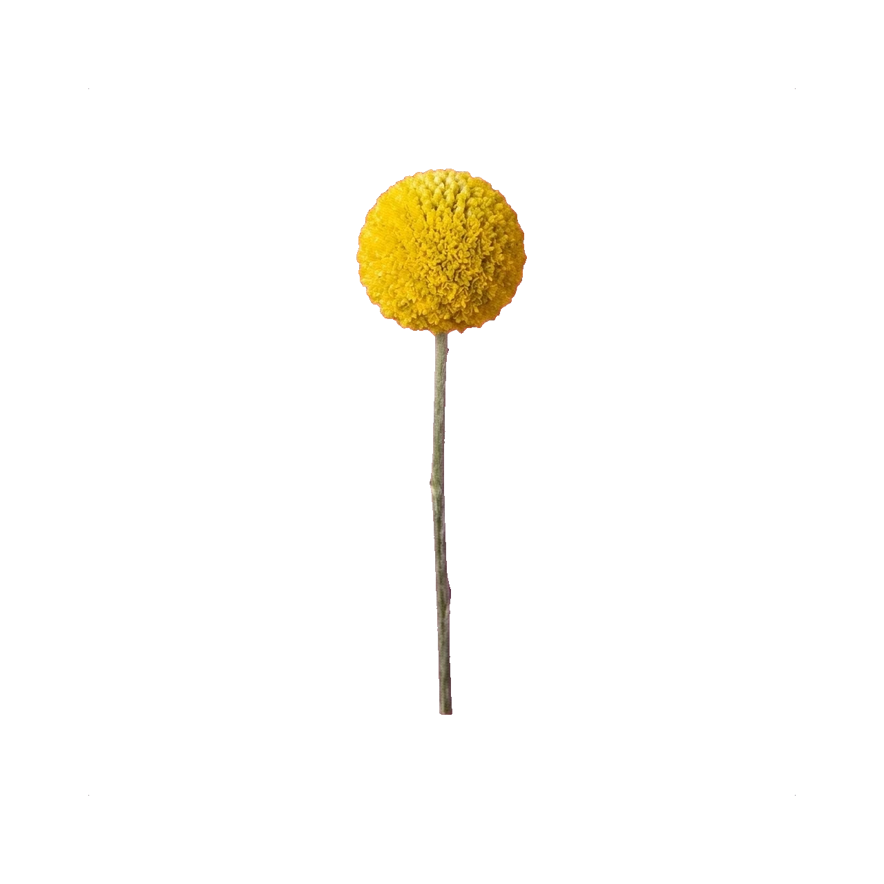 Craspedia