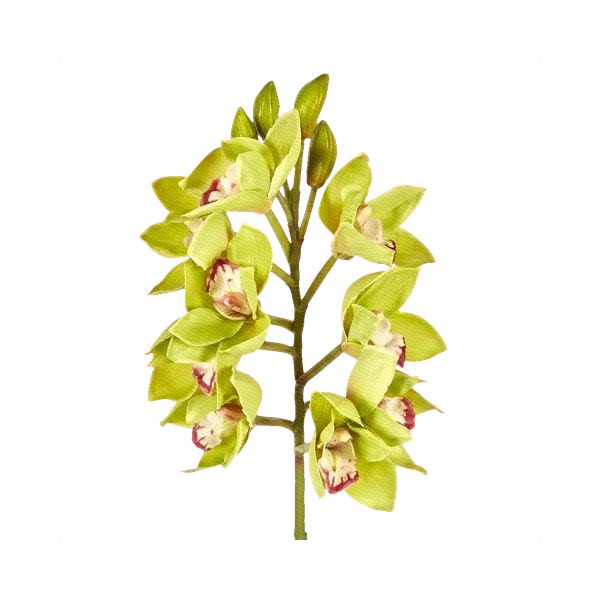 Cymbidium green