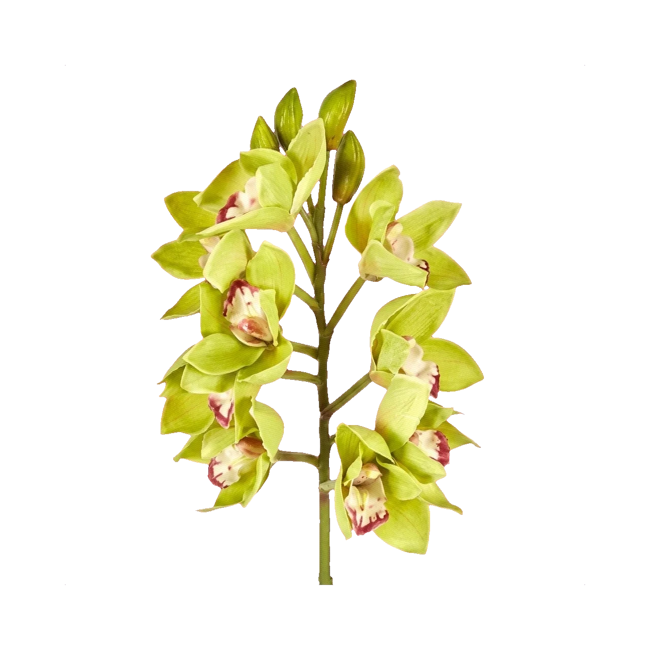 Cymbidium green
