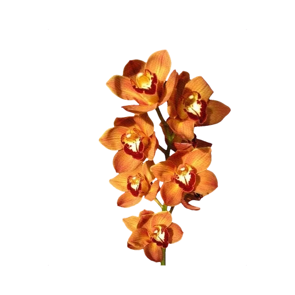 Cymbidium orange