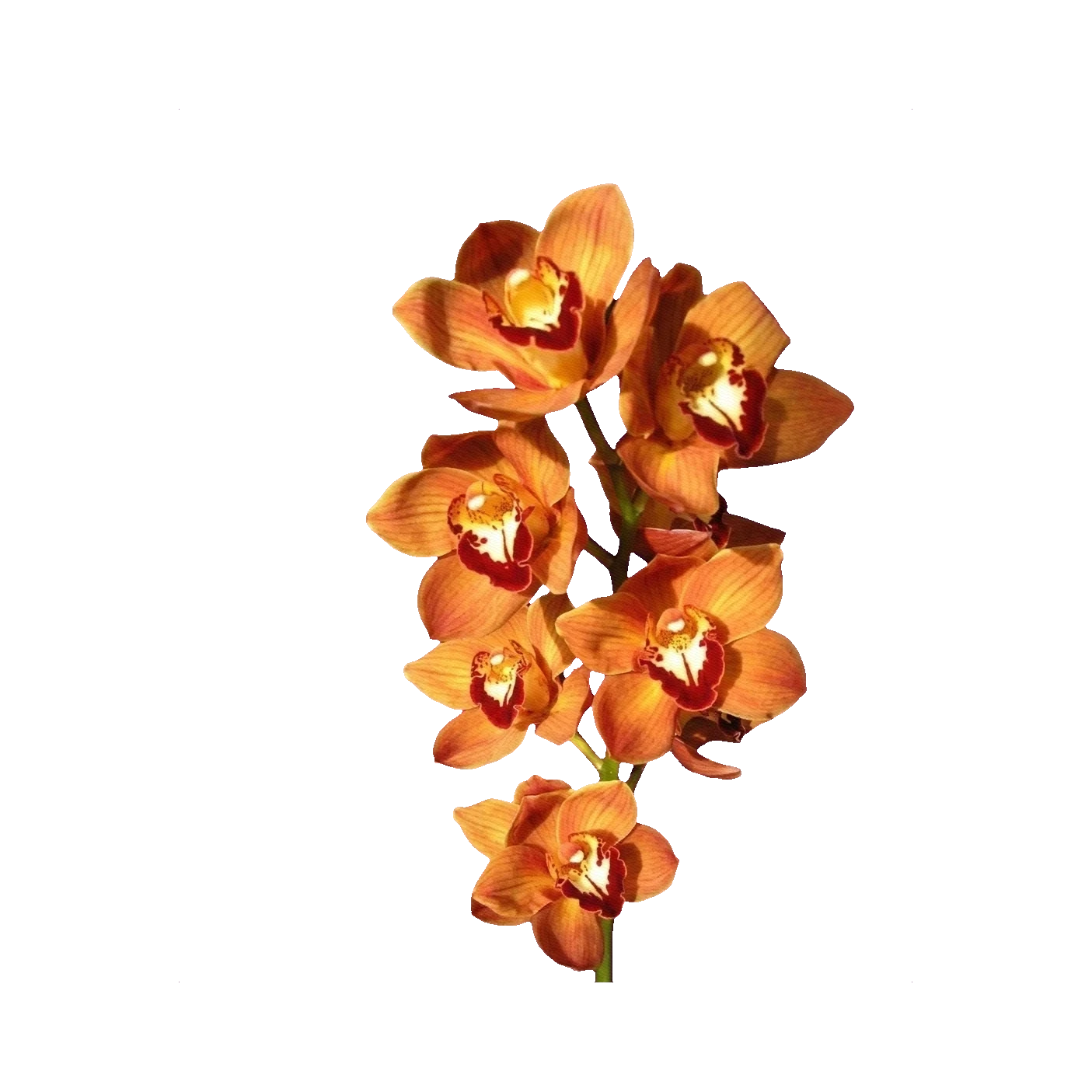 Cymbidium orange