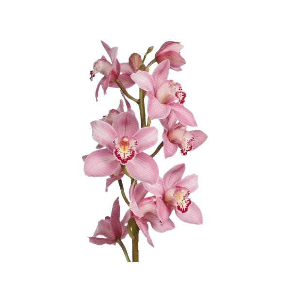 Cymbidium pink