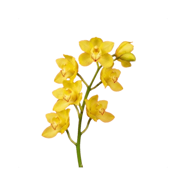 Cymbidium yellow
