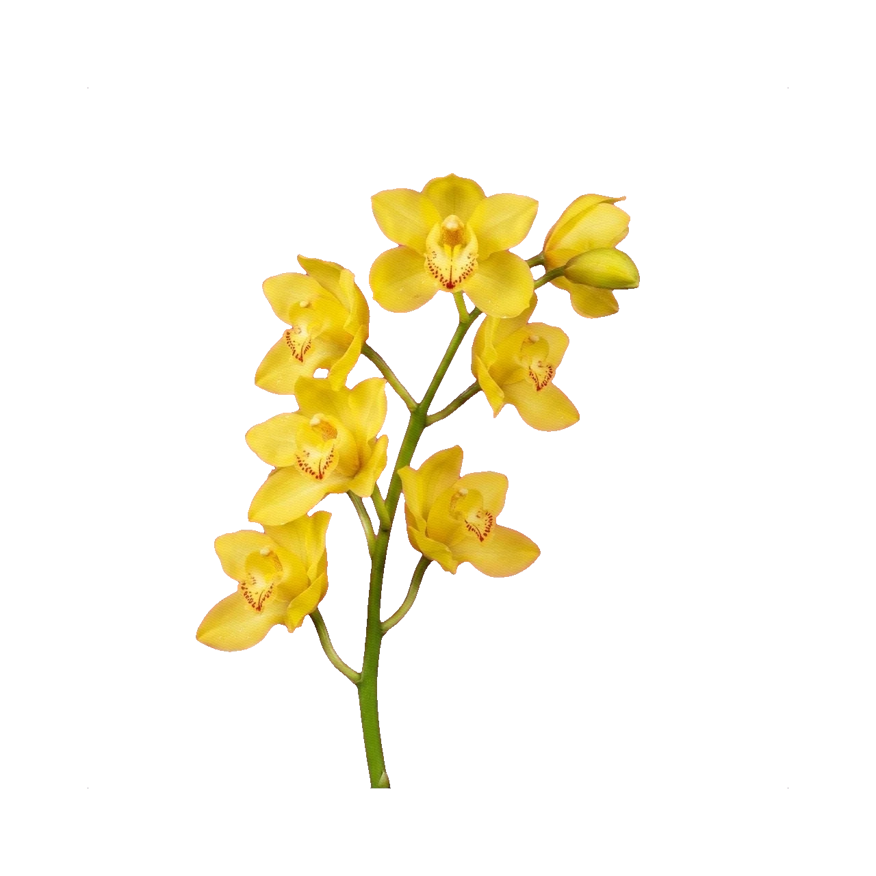 Cymbidium yellow