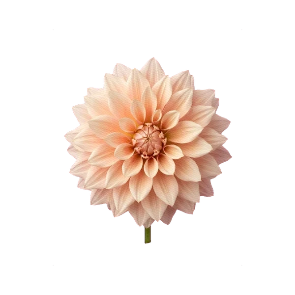 Dahlia Café au Lait
