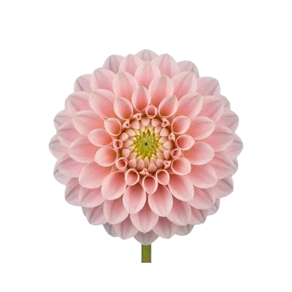 Dahlia classic