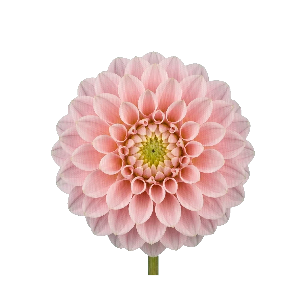 Dahlia classic