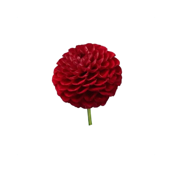 Dahlia Code Red