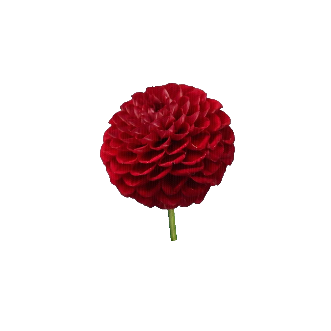 Dahlia Code Red