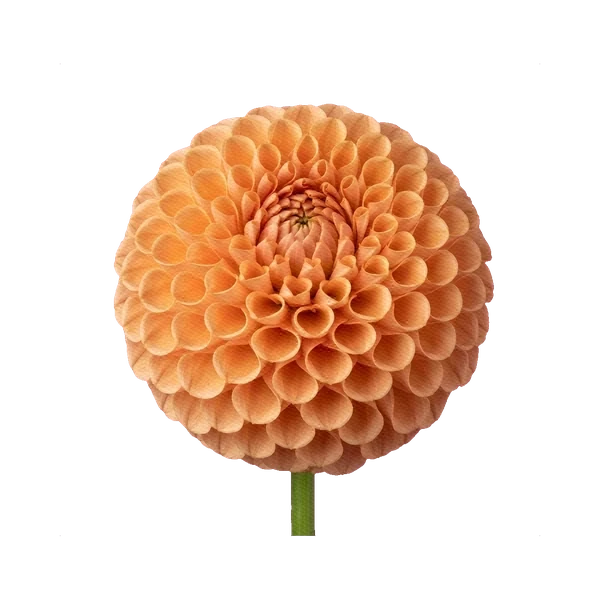Dahlia Crichton Honey