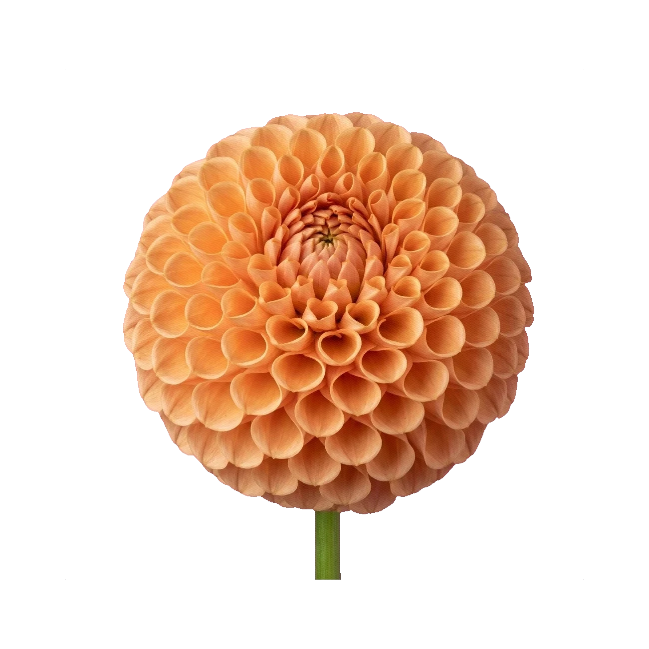 Dahlia Crichton Honey