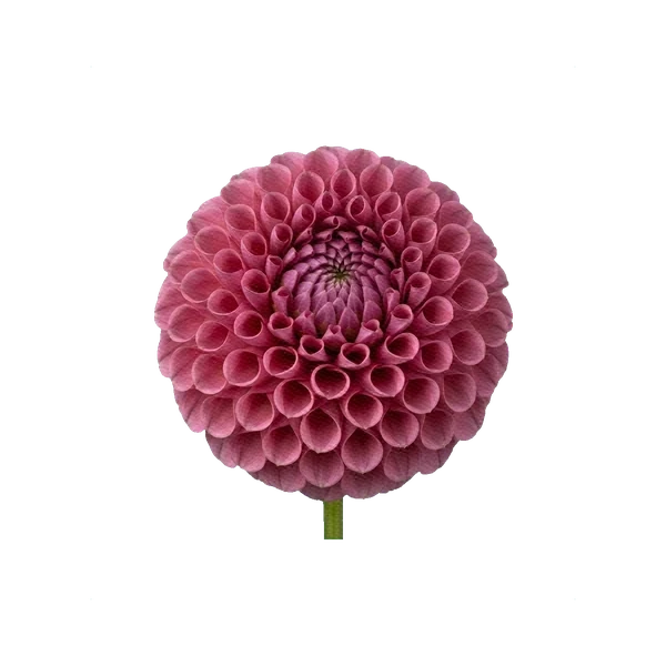 Dahlia Jowey Winnie