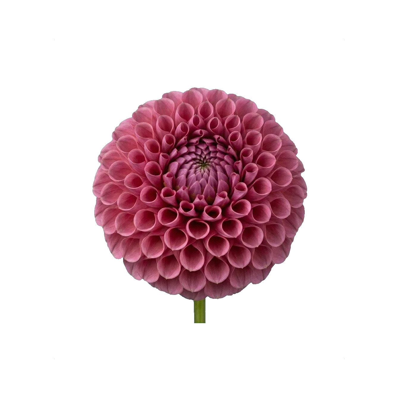 Dahlia Jowey Winnie