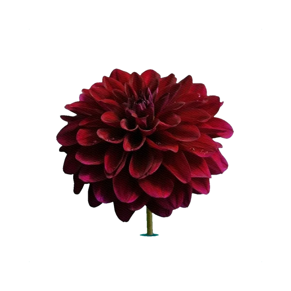 Dahlia Karma Naomi